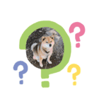柴犬こたろうのスタンプ（個別スタンプ：2）