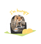 柴犬こたろうのスタンプ（個別スタンプ：4）