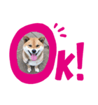 柴犬こたろうのスタンプ（個別スタンプ：7）