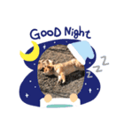 柴犬こたろうのスタンプ（個別スタンプ：8）