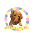 ミニチュアダックスまめ太郎のスタンプ♡（個別スタンプ：2）