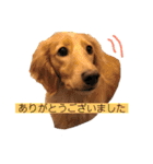 ミニチュアダックスまめ太郎のスタンプ♡（個別スタンプ：4）