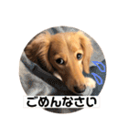 ミニチュアダックスまめ太郎のスタンプ♡（個別スタンプ：5）