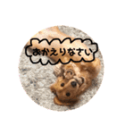 ミニチュアダックスまめ太郎のスタンプ♡（個別スタンプ：25）