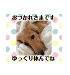 ミニチュアダックスまめ太郎のスタンプ♡（個別スタンプ：26）