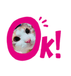 リアルネコスタンプ！！（個別スタンプ：1）