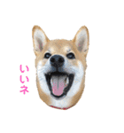 柴犬あずき.721（個別スタンプ：1）