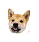柴犬あずき.721（個別スタンプ：2）
