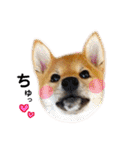 柴犬あずき.721（個別スタンプ：3）