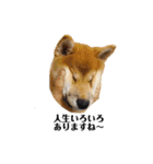 柴犬あずき.721（個別スタンプ：4）