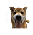 柴犬あずき.721（個別スタンプ：5）