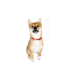 柴犬あずき.721（個別スタンプ：6）