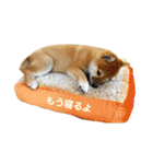 柴犬あずき.721（個別スタンプ：7）