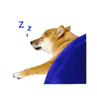 柴犬あずき.721（個別スタンプ：8）