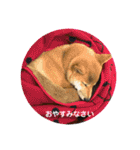 柴犬あずき.721（個別スタンプ：9）