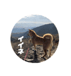柴犬あずき.721（個別スタンプ：10）