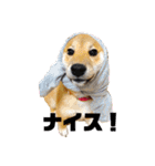 柴犬あずき.721（個別スタンプ：11）