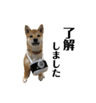 柴犬あずき.721（個別スタンプ：12）