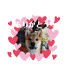 柴犬あずき.721（個別スタンプ：13）