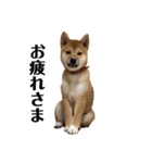 柴犬あずき.721（個別スタンプ：14）