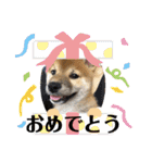 柴犬あずき.721（個別スタンプ：15）