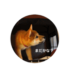 柴犬あずき.721（個別スタンプ：16）