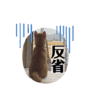 柴犬あずき.721（個別スタンプ：17）