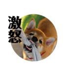 柴犬あずき.721（個別スタンプ：18）