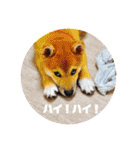柴犬あずき.721（個別スタンプ：19）