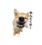 柴犬あずき.721（個別スタンプ：20）