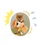 柴犬あずき.721（個別スタンプ：21）