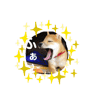 柴犬あずき.721（個別スタンプ：22）