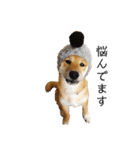 柴犬あずき.721（個別スタンプ：23）