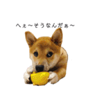 柴犬あずき.721（個別スタンプ：24）