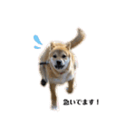 柴犬あずき.721（個別スタンプ：25）