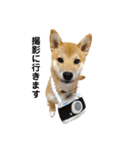 柴犬あずき.721（個別スタンプ：26）