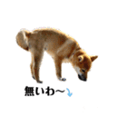 柴犬あずき.721（個別スタンプ：27）