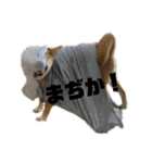 柴犬あずき.721（個別スタンプ：28）