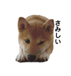 柴犬あずき.721（個別スタンプ：29）