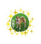 柴犬あずき.721（個別スタンプ：30）