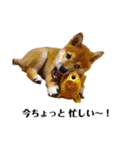 柴犬あずき.721（個別スタンプ：31）