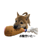 柴犬あずき.721（個別スタンプ：32）