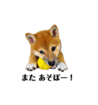 柴犬あずき.721（個別スタンプ：34）
