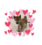 柴犬あずき.721（個別スタンプ：35）