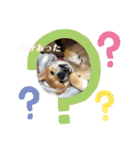柴犬あずき.721（個別スタンプ：36）