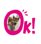 柴犬あずき.721（個別スタンプ：37）