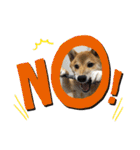 柴犬あずき.721（個別スタンプ：38）