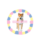 柴犬あずき.721（個別スタンプ：39）