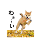 柴犬あずき.721（個別スタンプ：40）