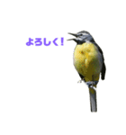 可愛い野鳥（個別スタンプ：2）